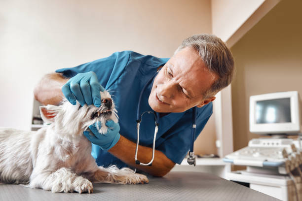 Best Emergency Root Canal Treatment in New London, OH